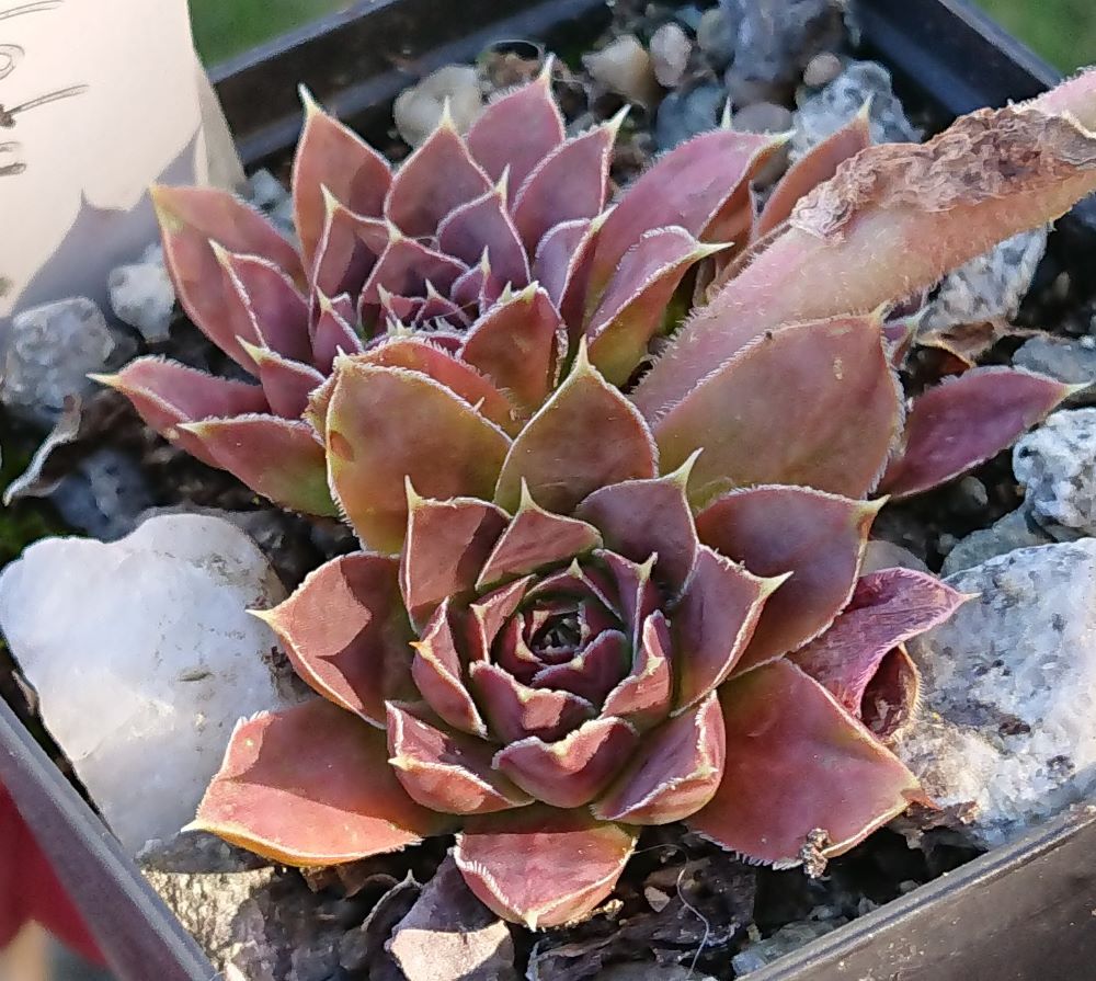 Bullata