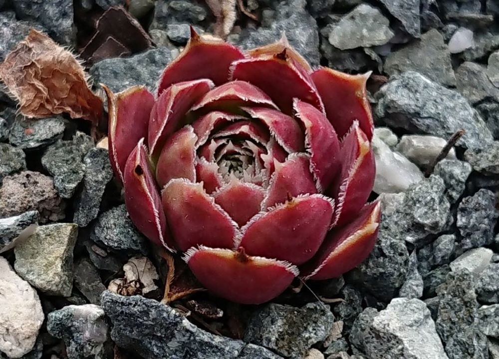 Claret Crousse