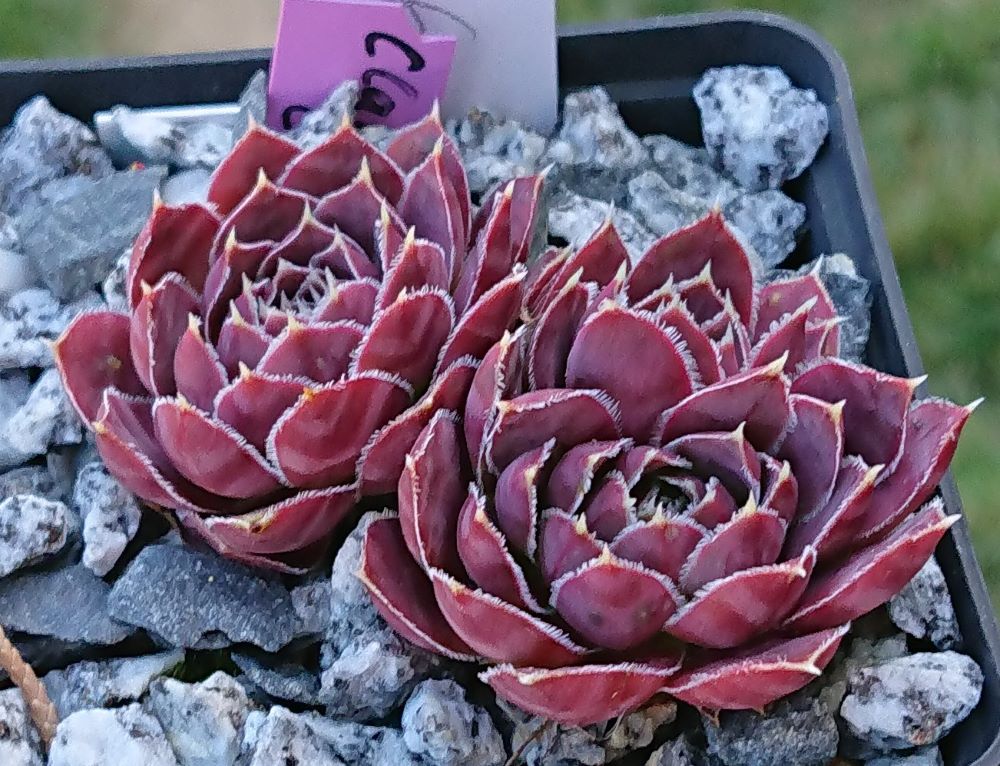 Claret Crousse