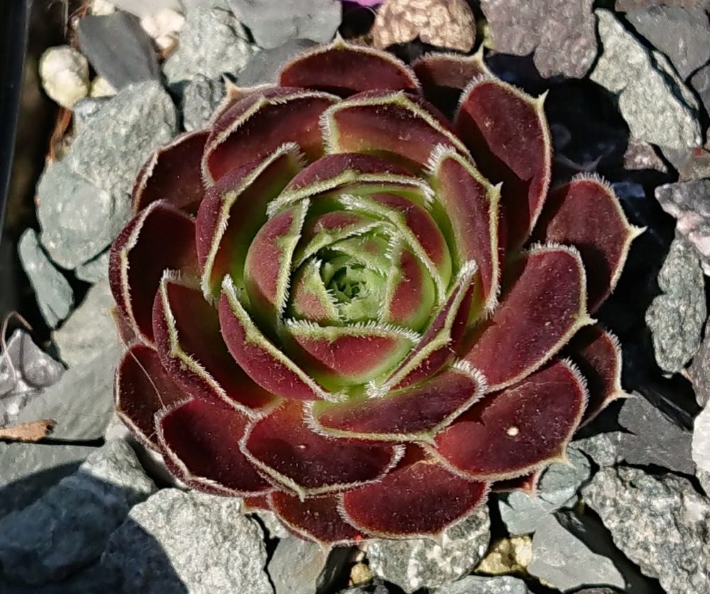 Claret Crousse