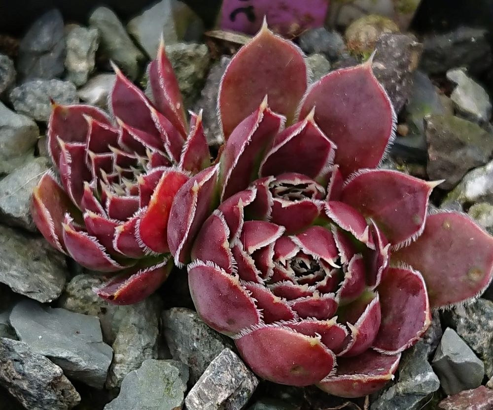Claret Crousse