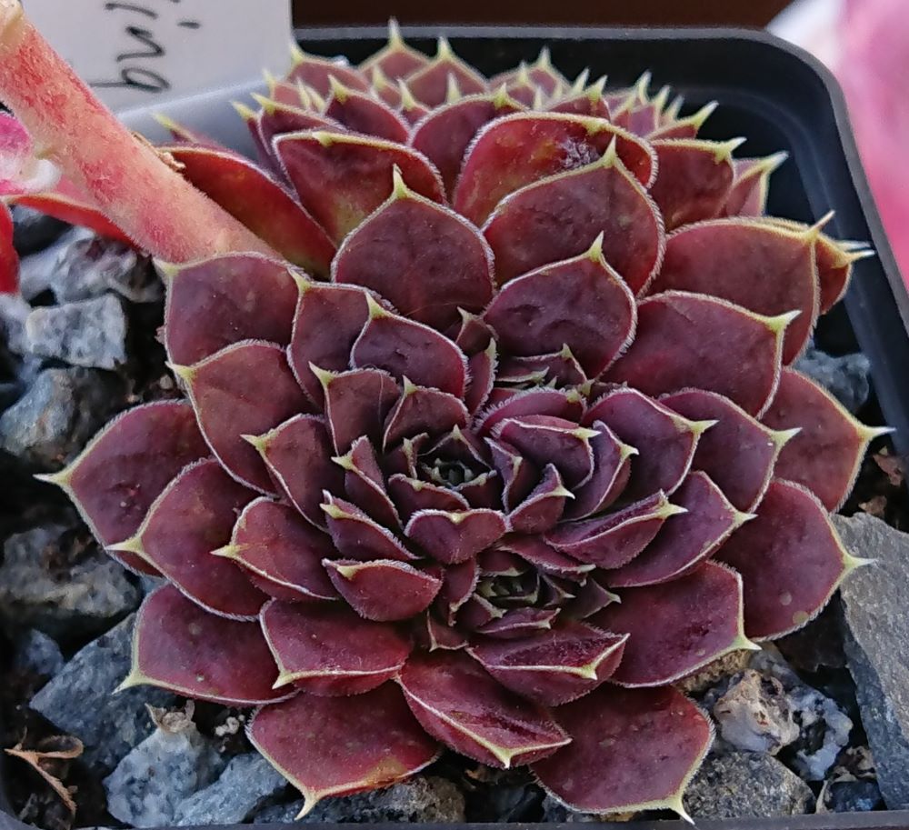 Glowing Light