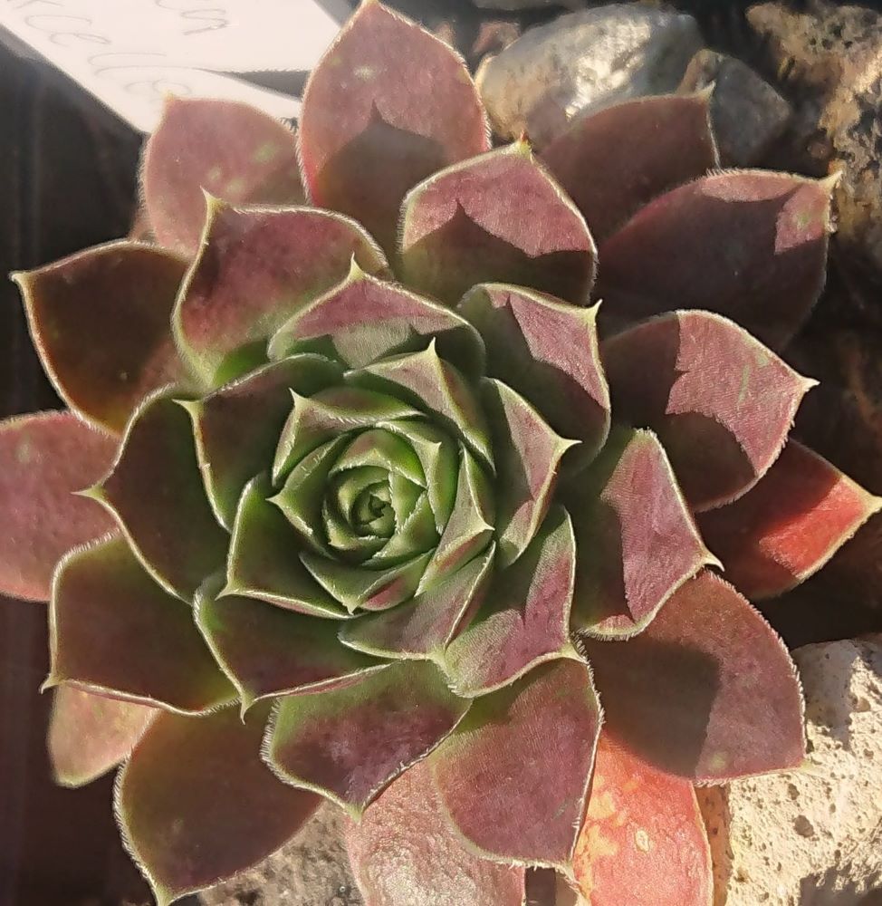 Green Excellency