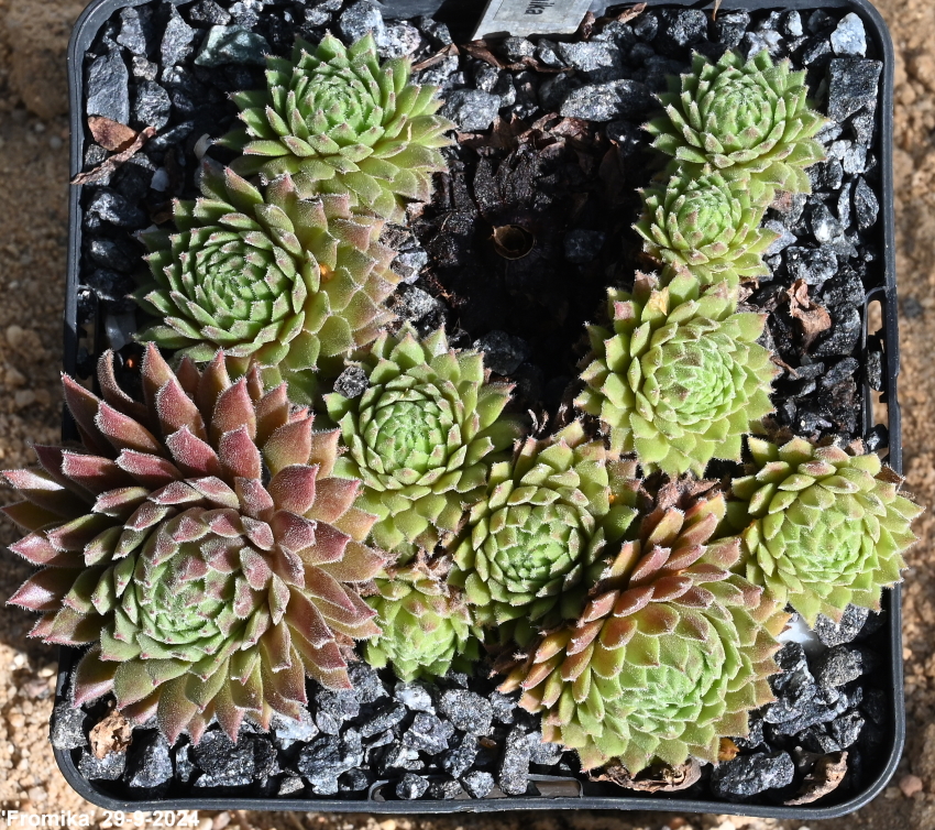 Fromika