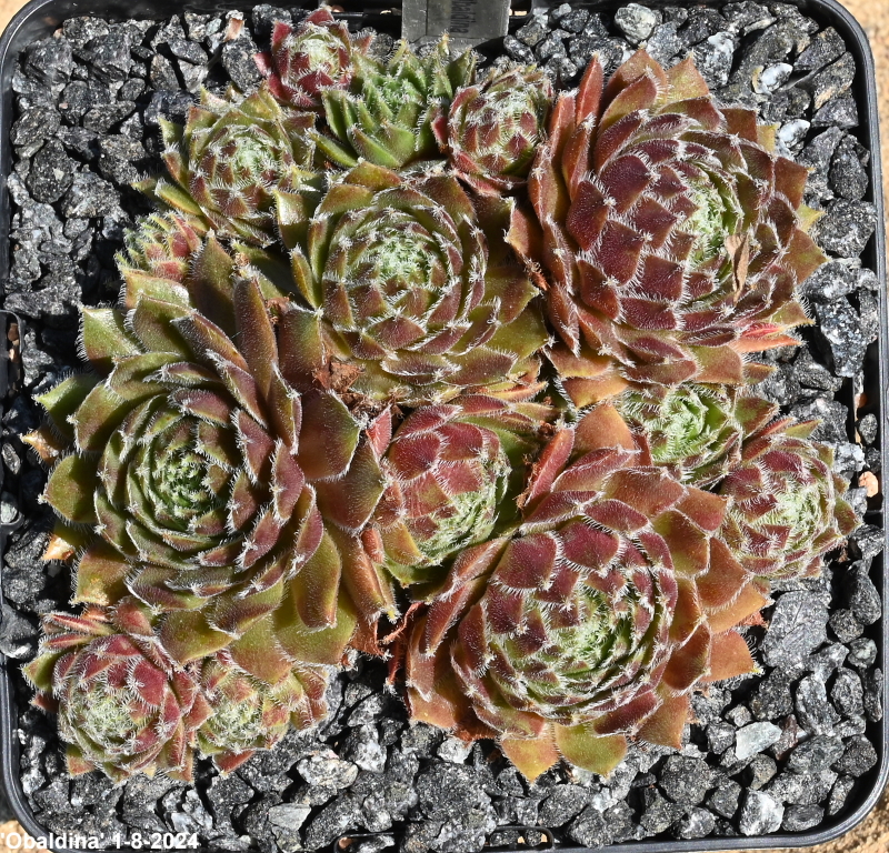 Obaldina
