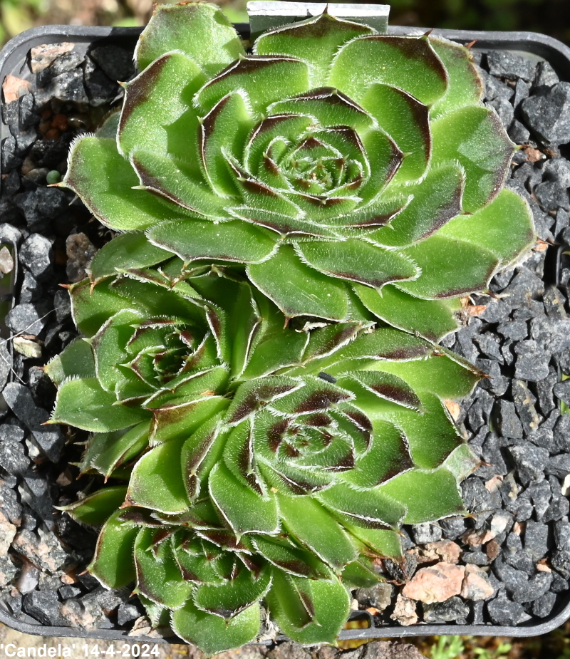 Candela / Jovi