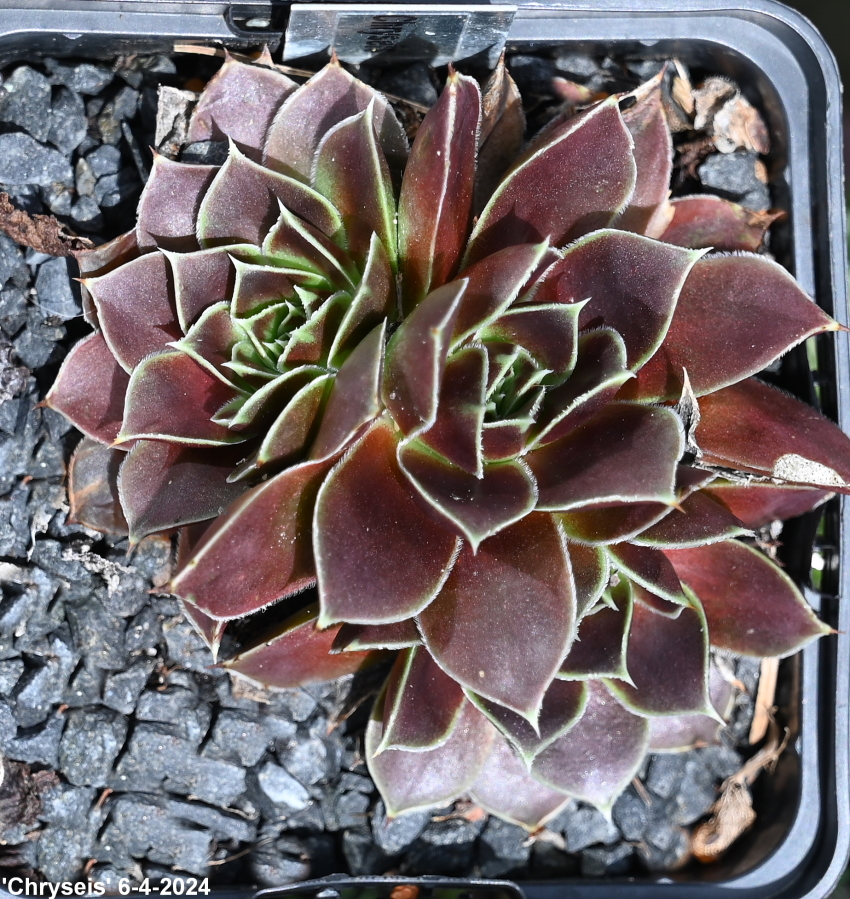 Chryseis / Jovi