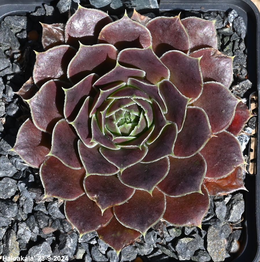 Haleakala / Jovi