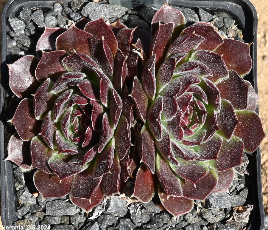 Heronia / Jovi