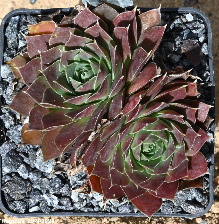 Regulus / Jovi