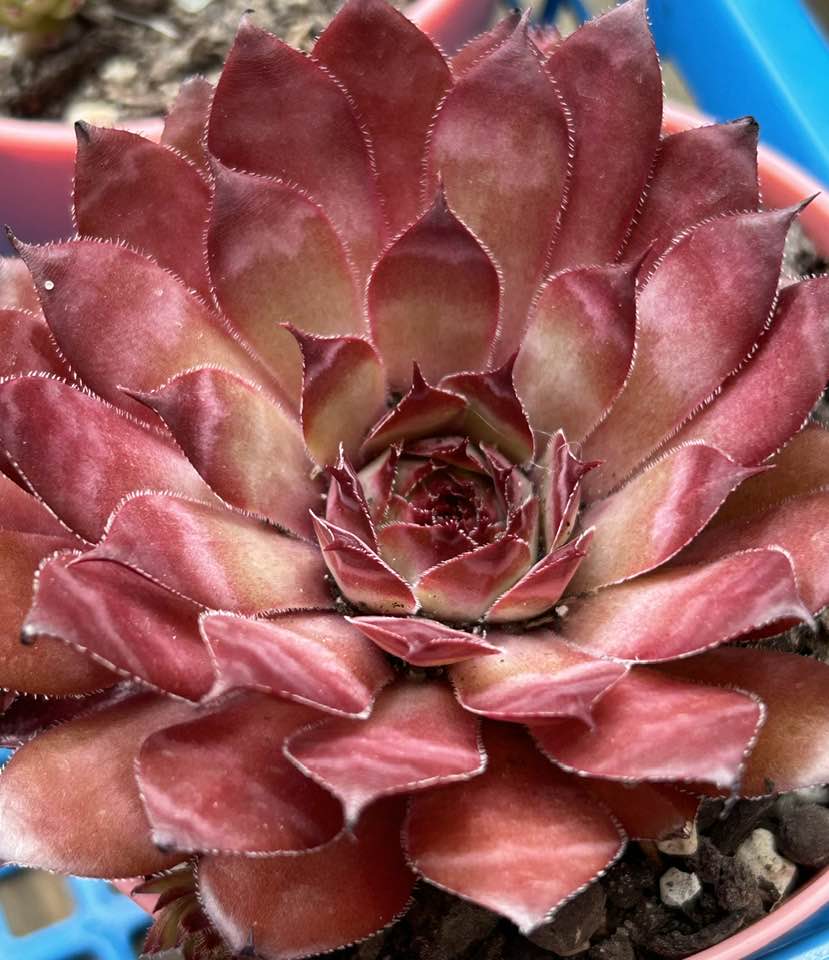 Bea