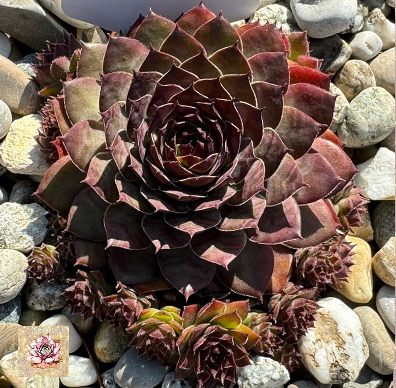 Black Lotus (NNG)