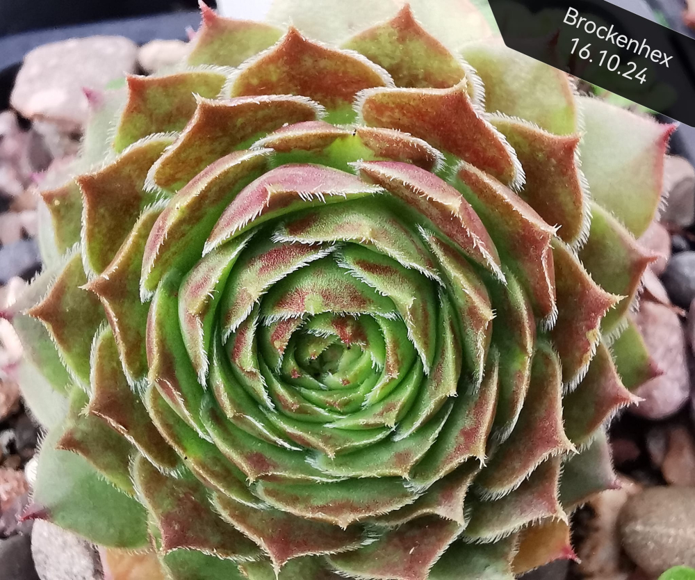 Brockenhex (NNG)