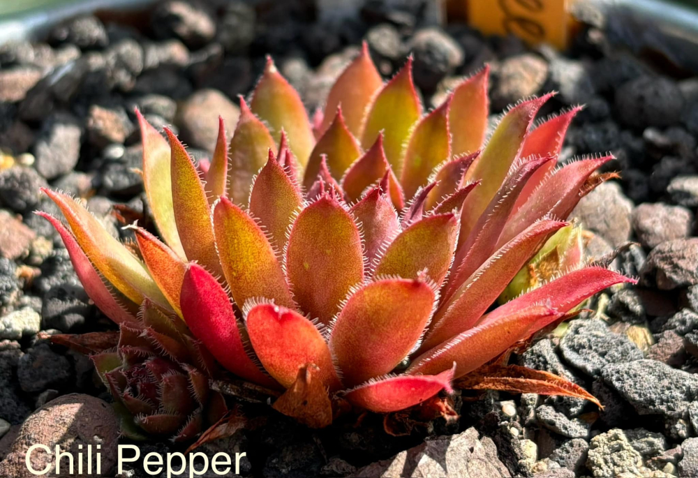 Chilli Pepper