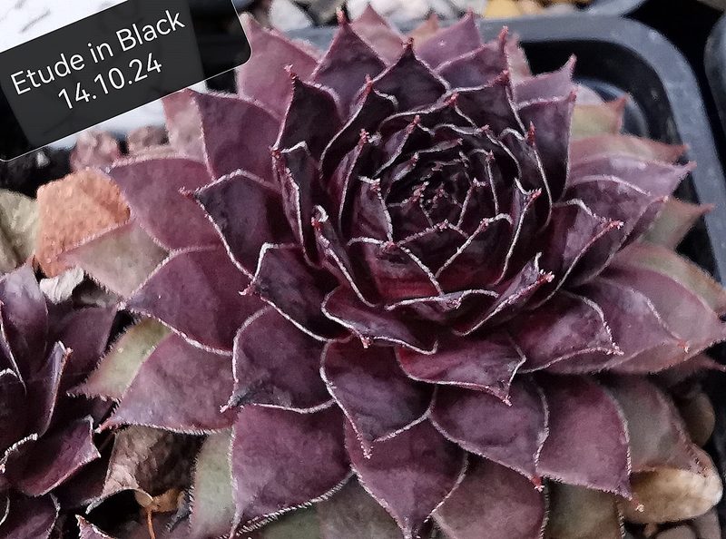 Etude in Black