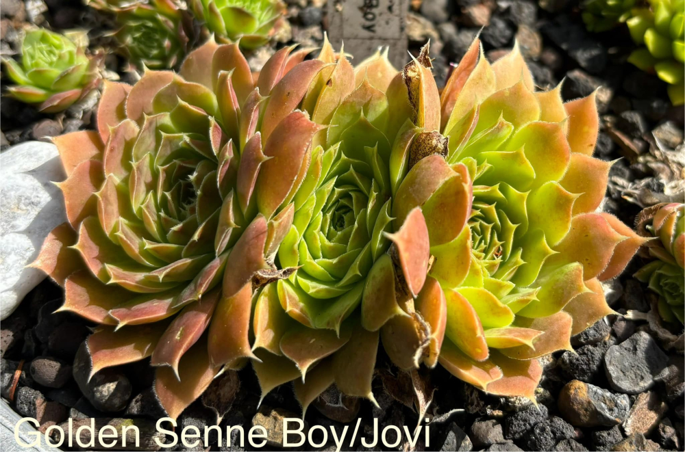 Golden Senne Boy / Jovi