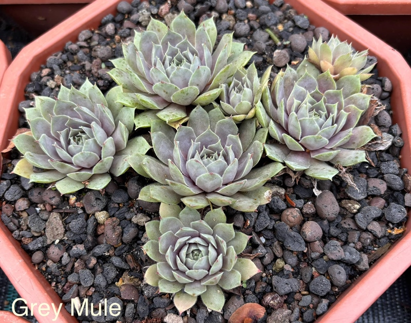 Grey Mule