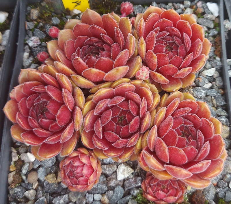 Haccombe Ruby