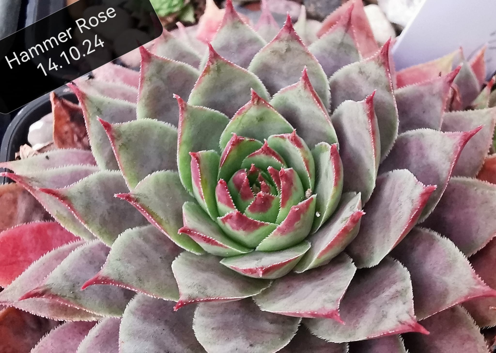 Hammer Rose