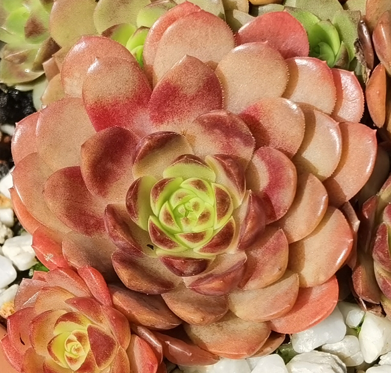 Harlekin Rockoon 