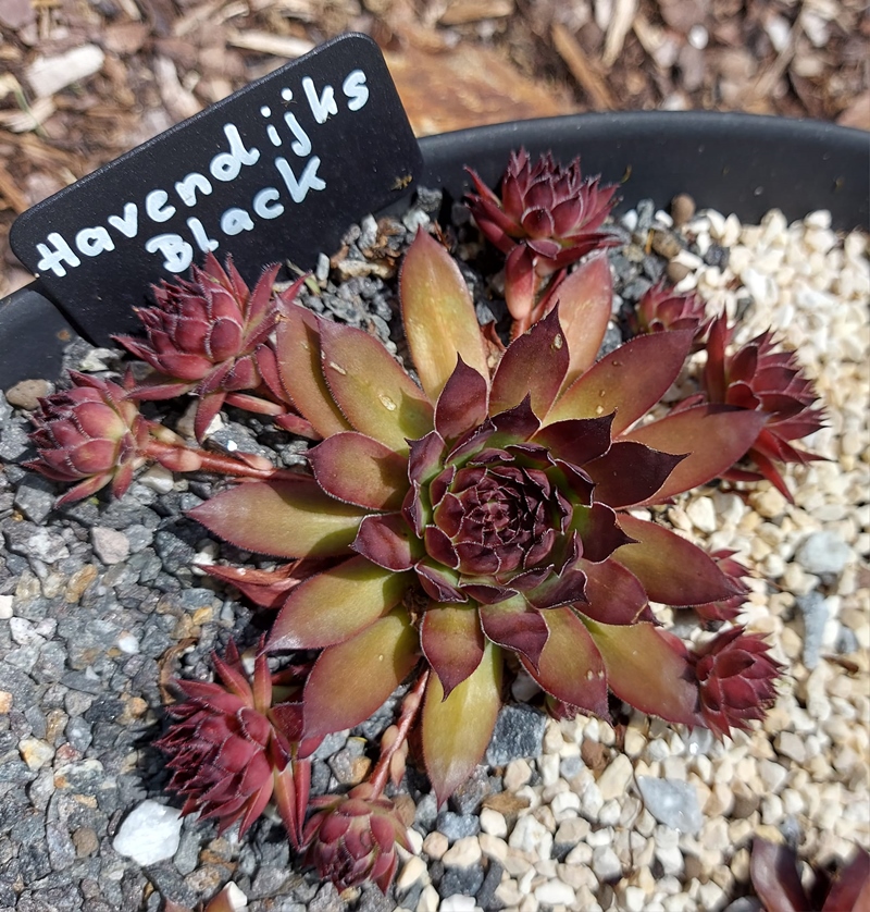 Havendijks Black