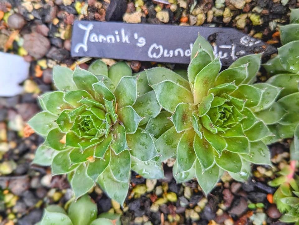 Jannik's Wundertüte