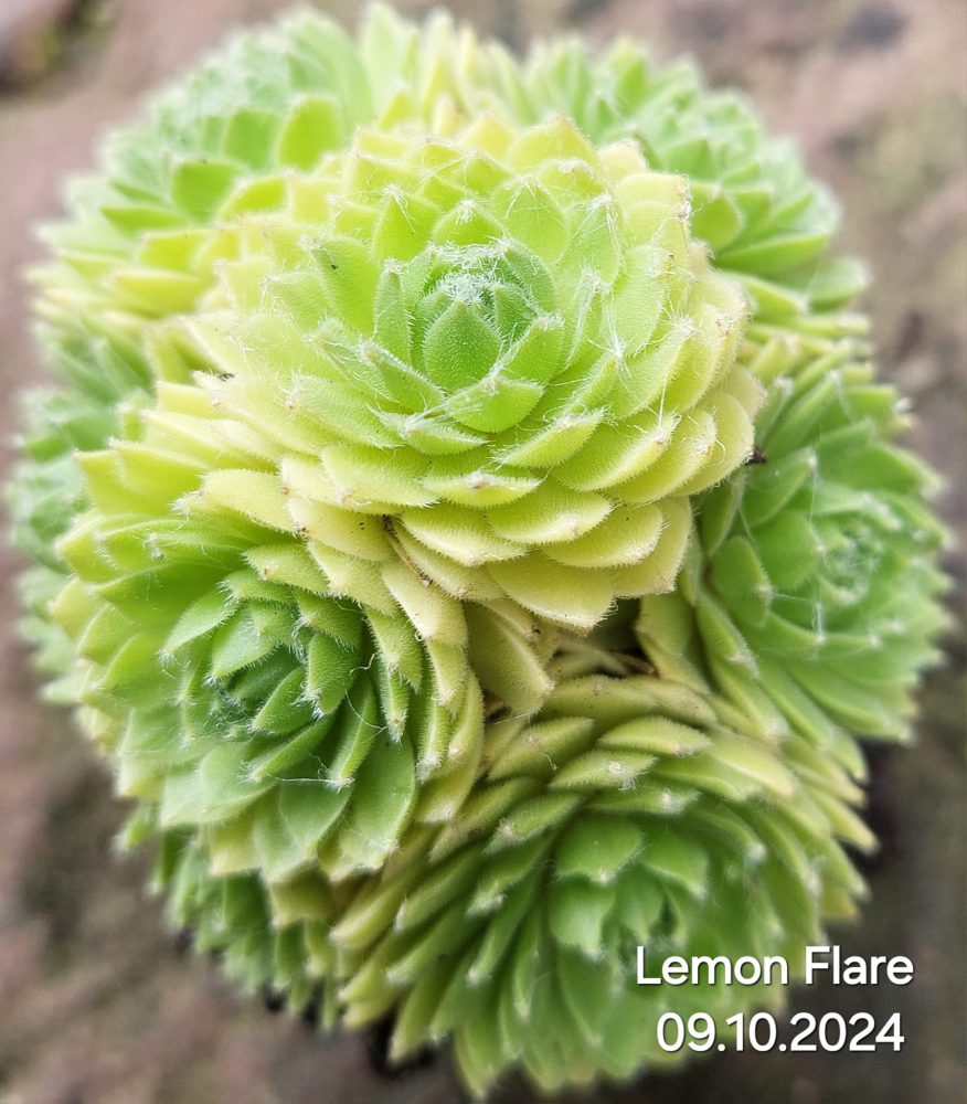 Lemon Flare©