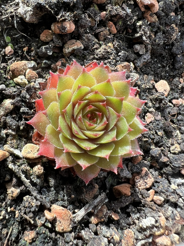 Lynn's Campfire (NNG)
