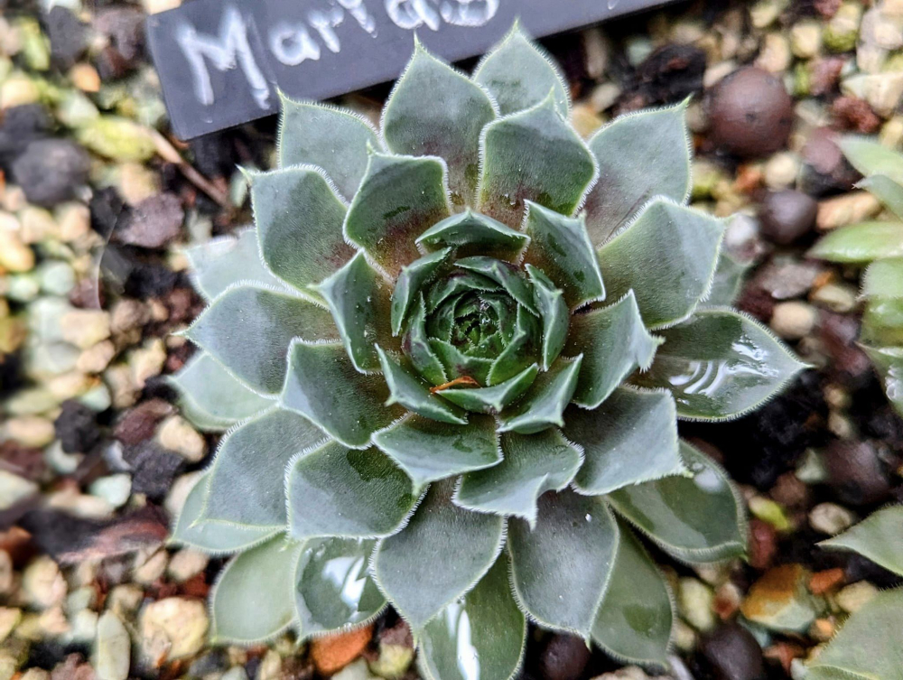 Maria's Rose