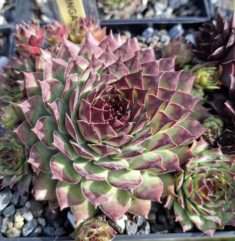Maringa