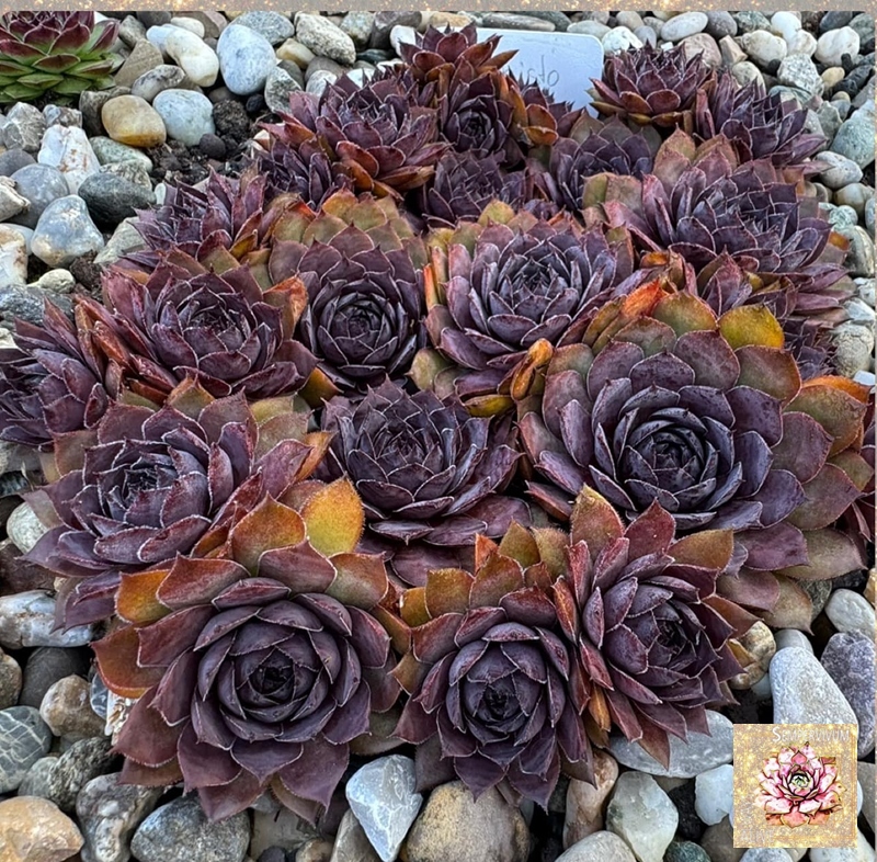 Mephisto