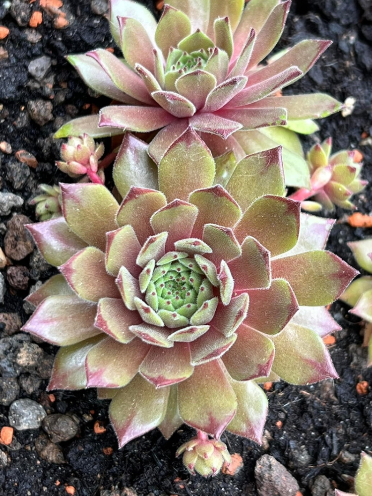 My pink Splash (NNG)