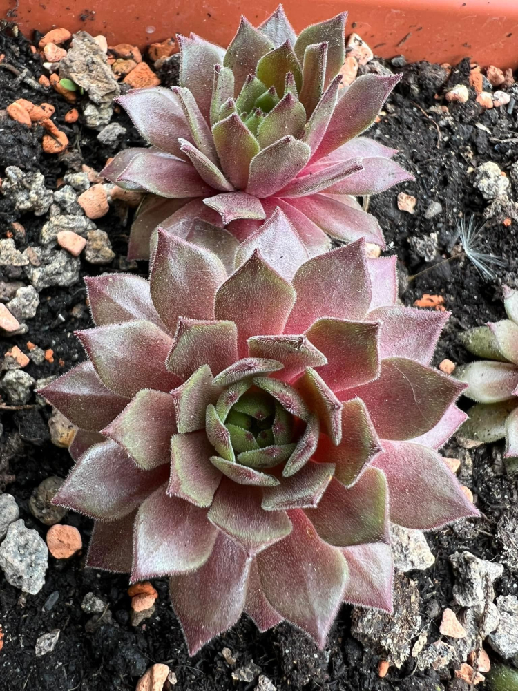 My pink Splash (NNG)