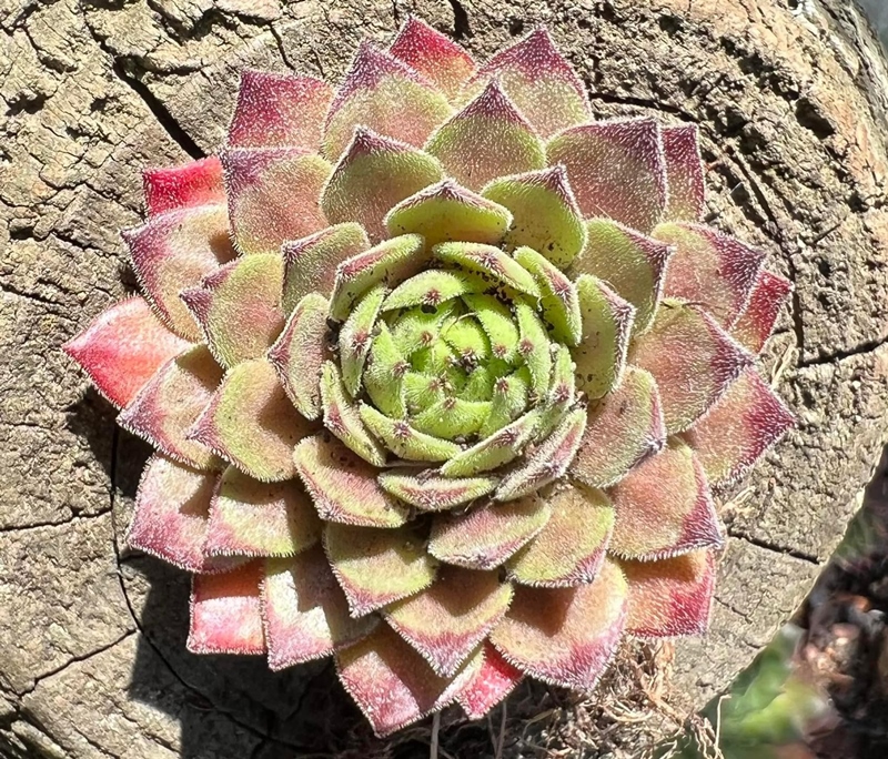My pink Splash (NNG)