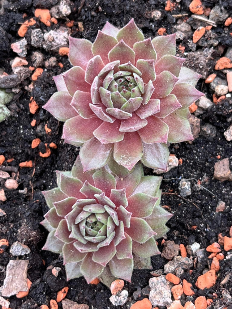 My pink Splash (NNG)