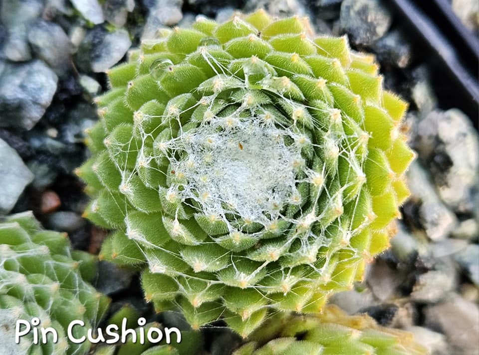 Pin Cushion