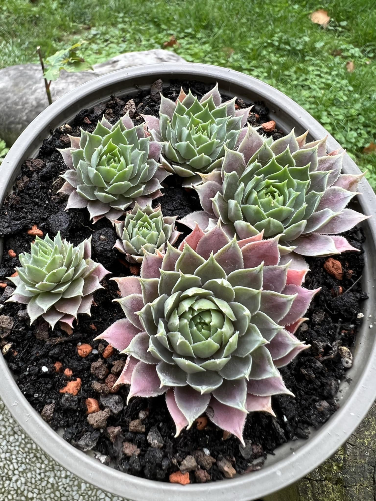 Pink Lotus