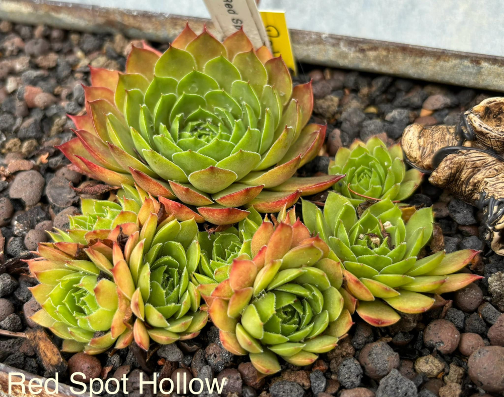Red Spot Hollow