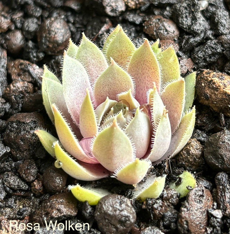 Rosa Wolken (NNG)