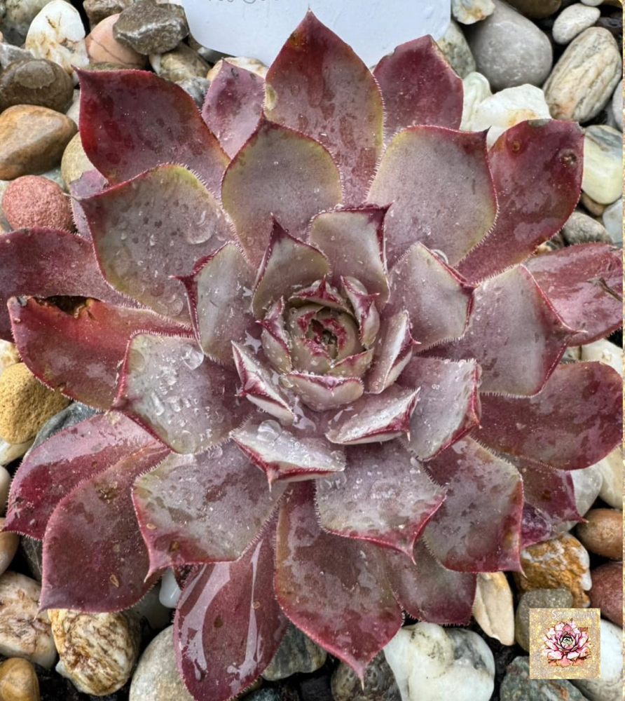 Rosa Wolken (NNG)