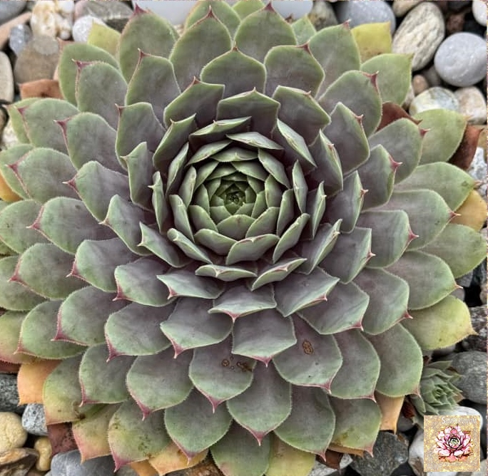 Rosa Wolken (NNG)