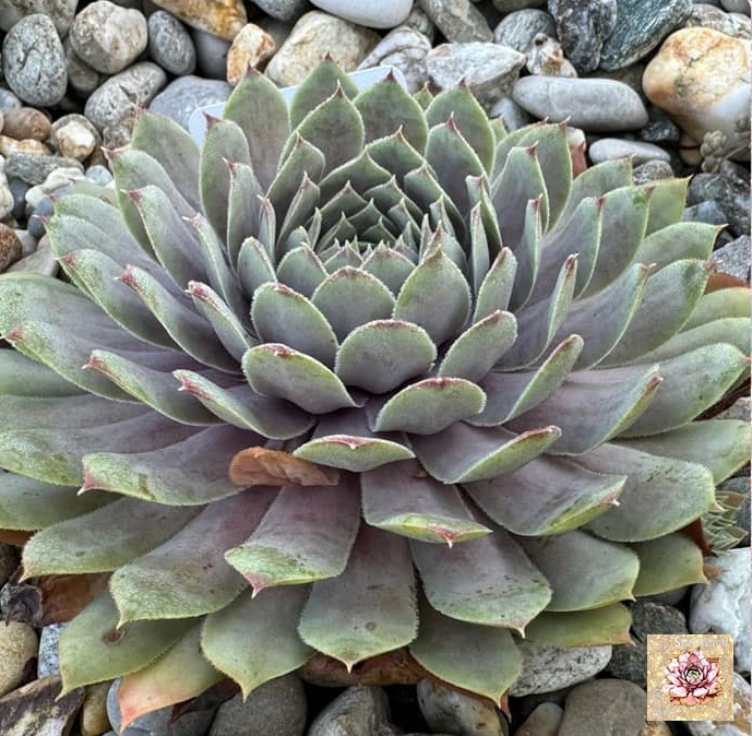 Rosa Wolken (NNG)