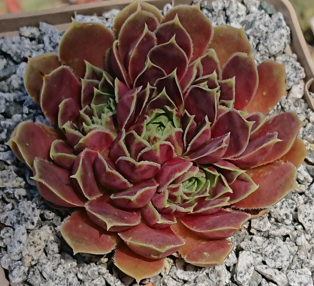 Saphira / Jovi (NNG)