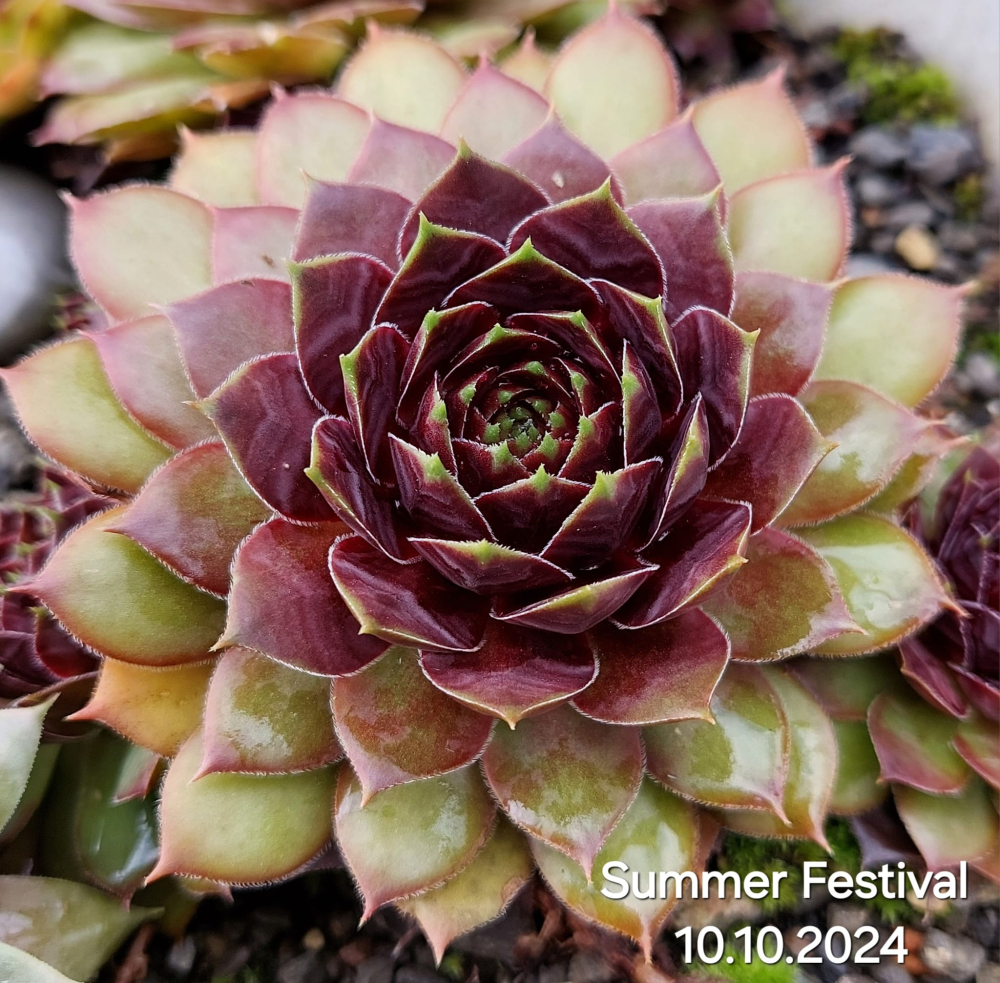 Summer Festival