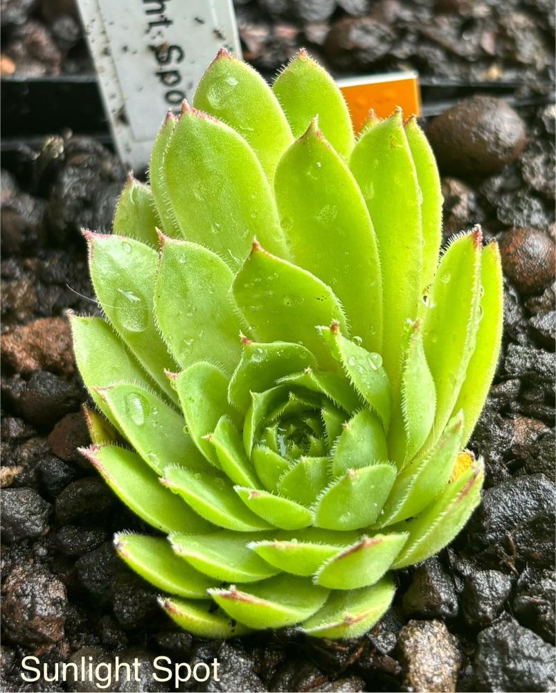 Sunlight Spot (NNG)