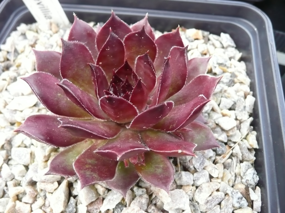 Korspelse Devillia