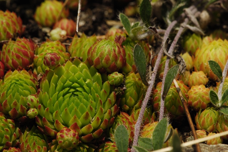 globiferum ssp. arenarium from Anras, SW