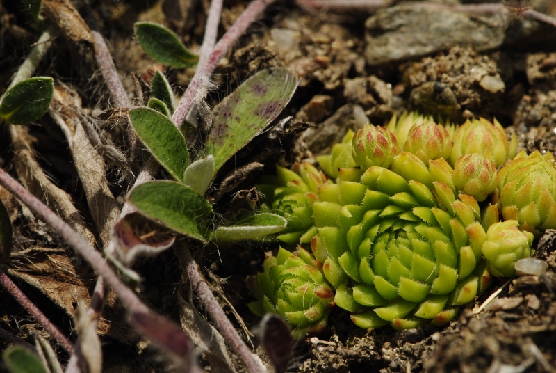 globiferum ssp. arenarium from Anras, SW