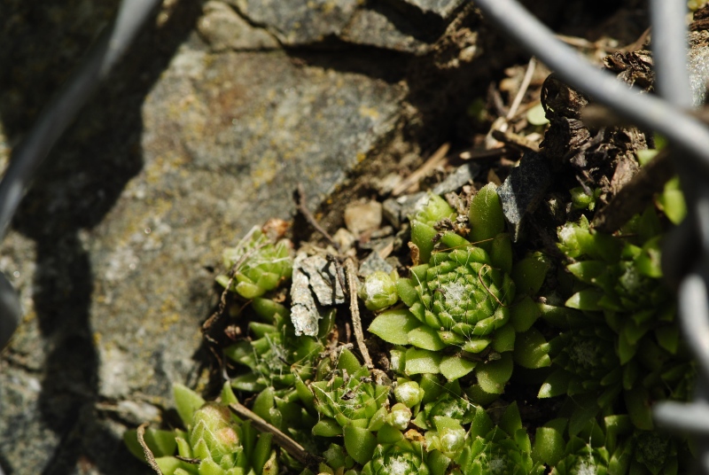 arachnoideum from Anras, W