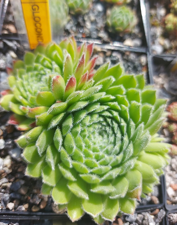 Gloconda